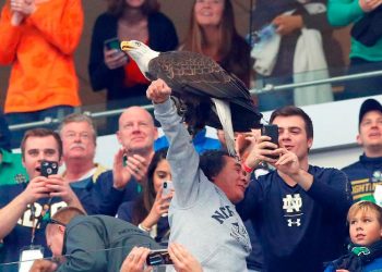 ARLINGTON, TEXAS - DECEMBER 29: A bald eagle lands on a fans arm after performing a flyover in the stadium during the College Football Playoff Semifinal Goodyear Cotton Bowl Classic between the Notre Dame Fighting Irish and the Clemson Tigers at AT