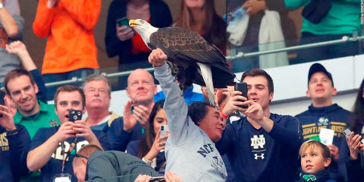 ARLINGTON, TEXAS - DECEMBER 29: A bald eagle lands on a fans arm after performing a flyover in the stadium during the College Football Playoff Semifinal Goodyear Cotton Bowl Classic between the Notre Dame Fighting Irish and the Clemson Tigers at AT